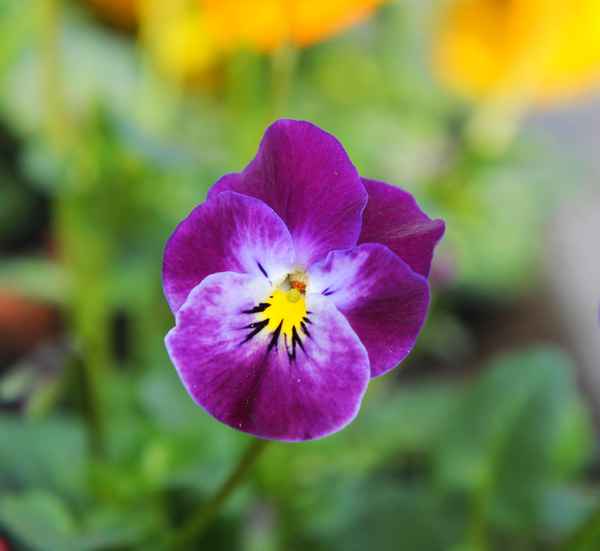 Traum in violett