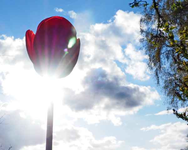 sonnenhungrig