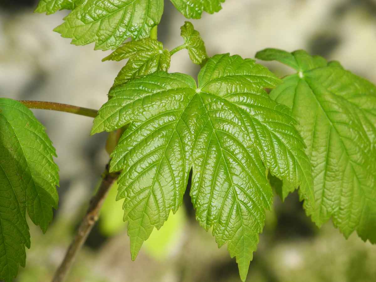 Die ersten Blätter im Frühling
