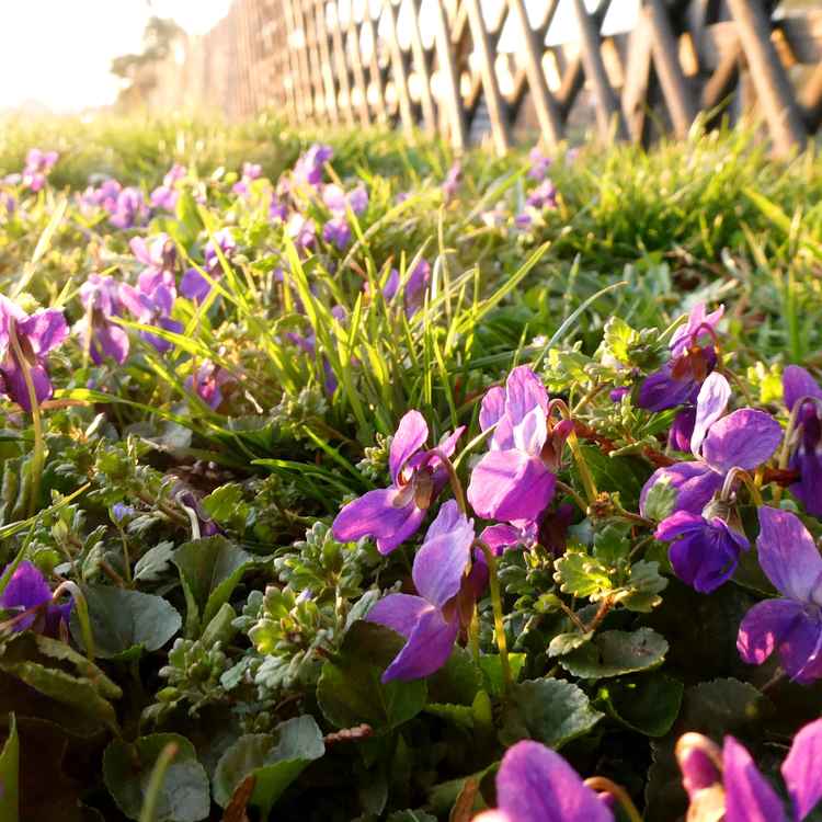 Veilchen am Wegesrand