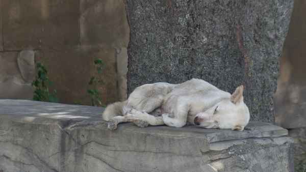 Hund_schlafend