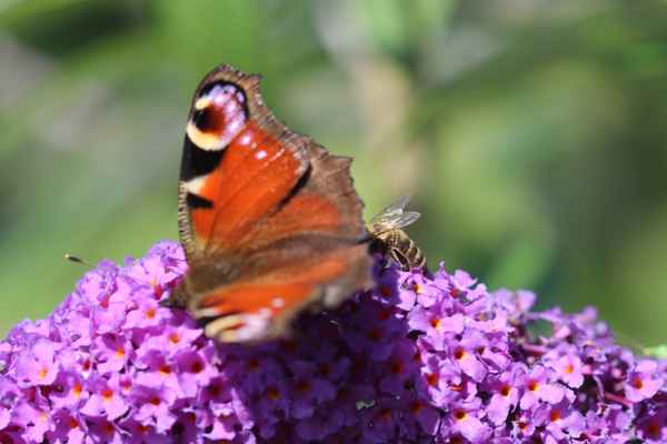Butterfly´s Friend´s