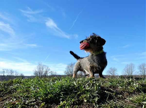 Glücklicher Hund III