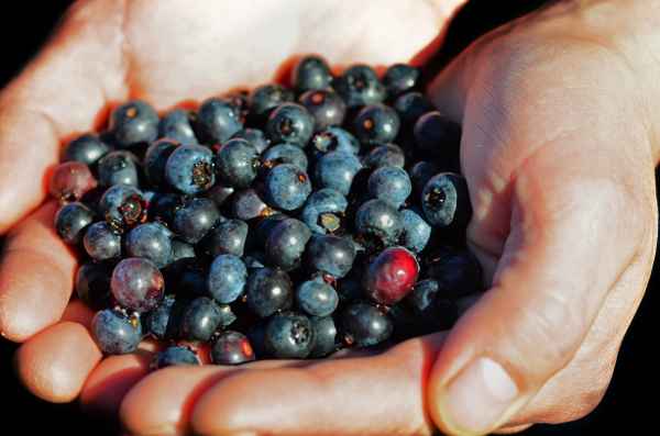 Blaubeerenernte