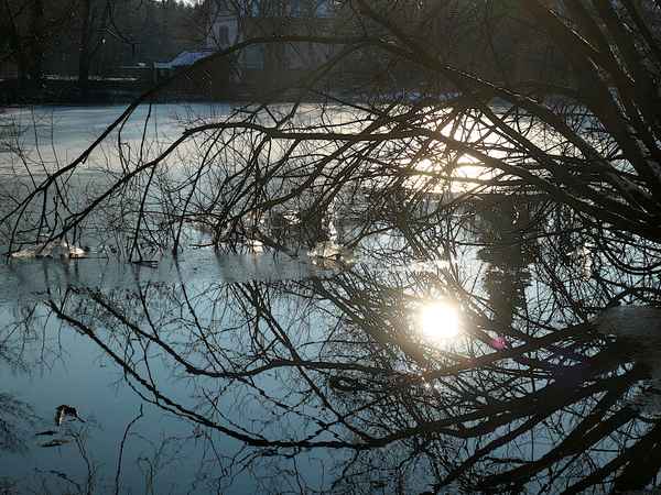 Winter im Teich