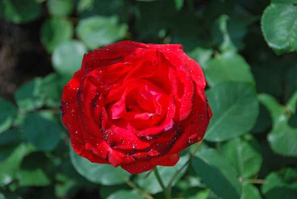 Palmengarten_Rosenfest_2009_009