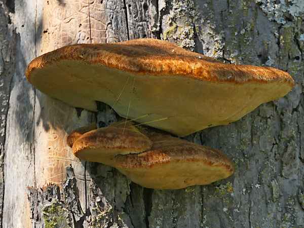 Zunder Pilz