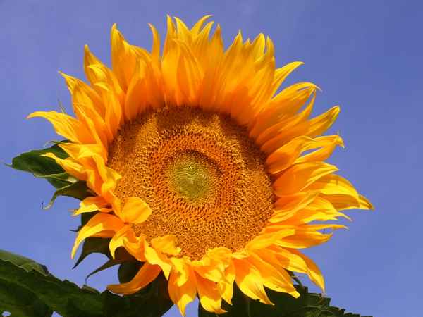 sonnenblume...2....