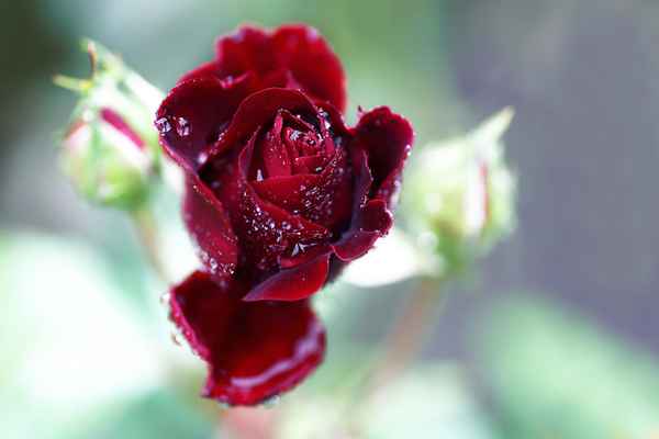 Rose im Regen