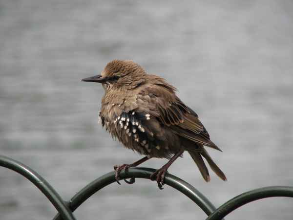 Spatz im Hyde Park - London/UK