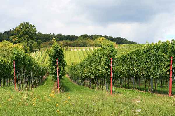  weinberg
