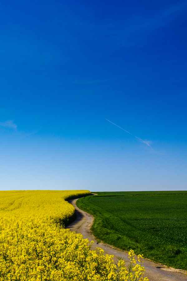 Spazierweg am Rapsfeld 04