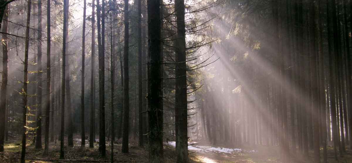 Licht im Winterwald