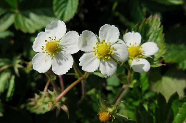 Walderdbeeren-Blüten