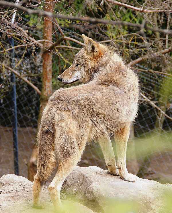 Mongolischer Wolf 2