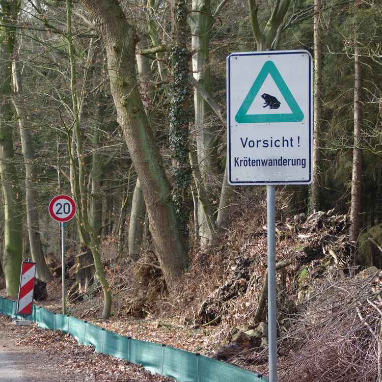 Krötenwanderung