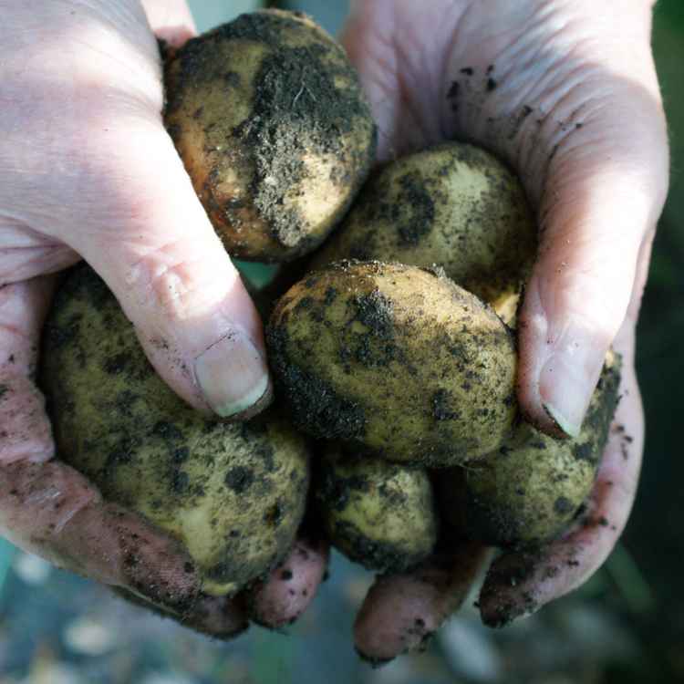 Kartoffelernte