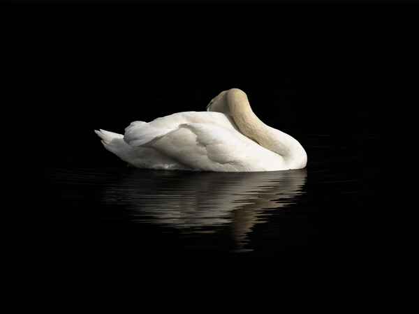 schlafender schwan