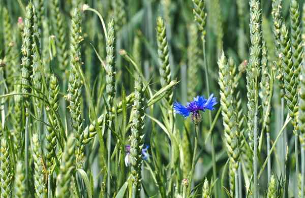 Kornblumen-Blau