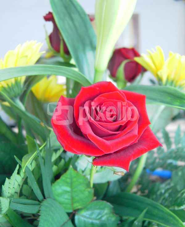 Rote Rose
