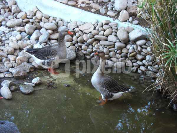 Im Tierpark in Agadir / 3