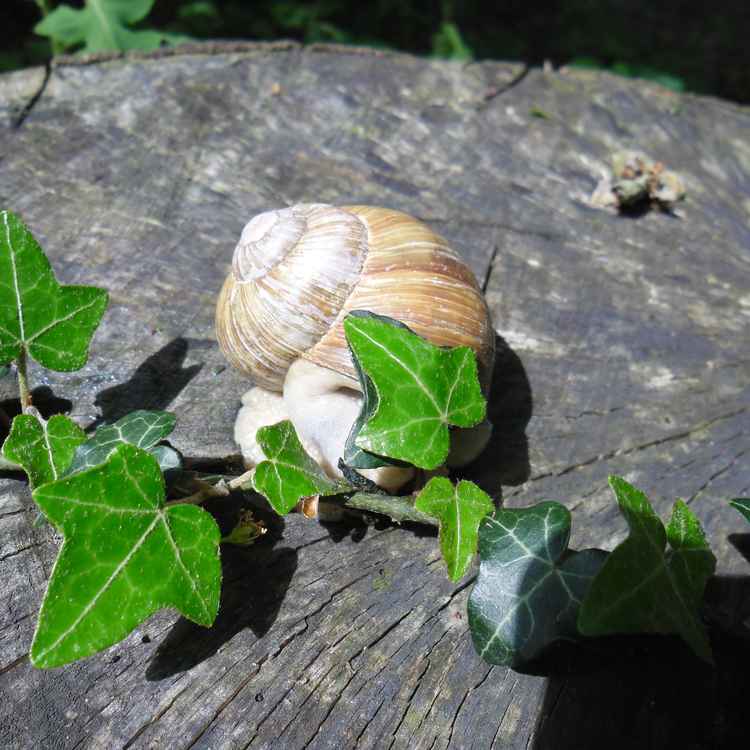 Weinbergschnecke