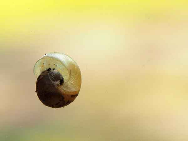 wenn ich einmal groß bin