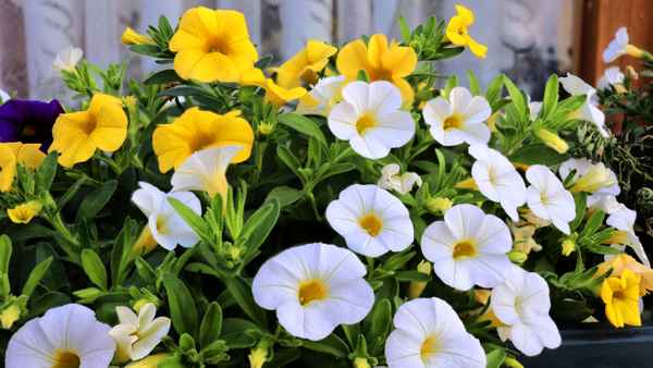 im Blumenkasten