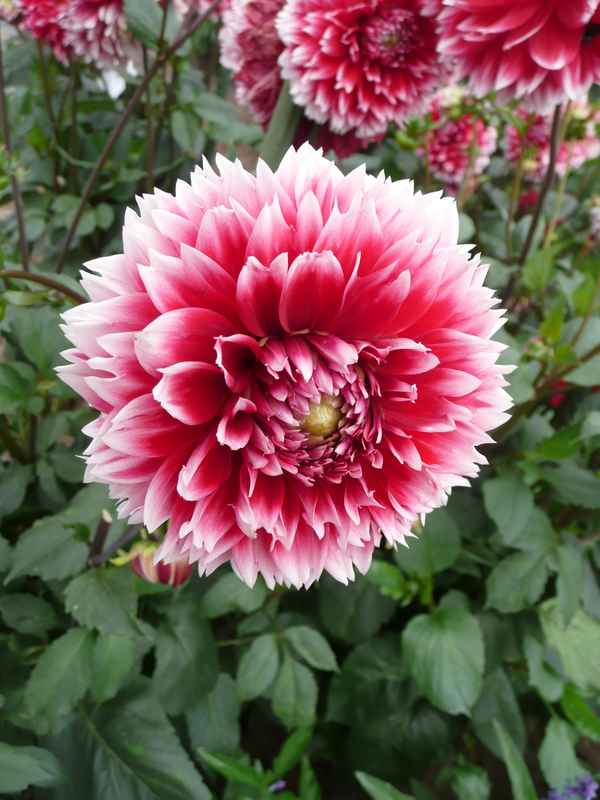 Blüten 01