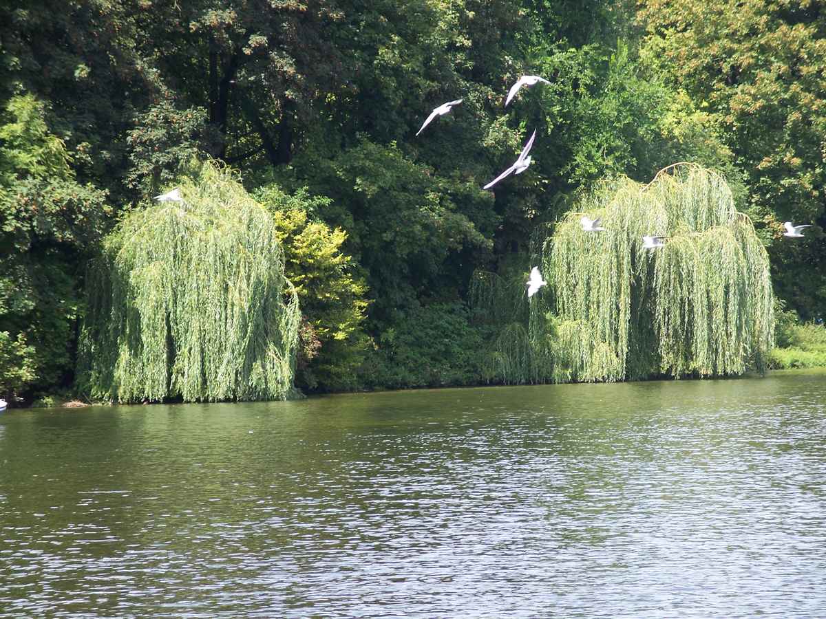Im Englischen Garten 1