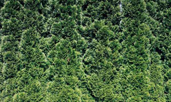 Hecke grün Hintergrund Muster