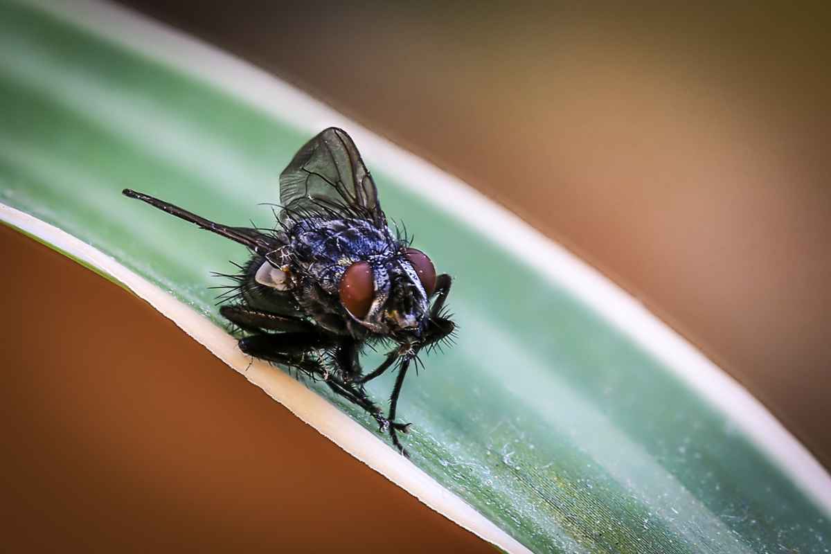 Fliege ganz nah