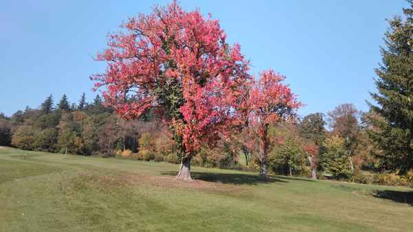 Herbstlaub
