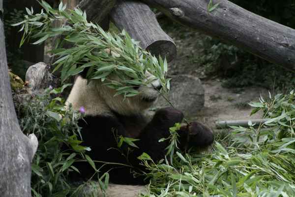 Hier versteckt sich ein Panda