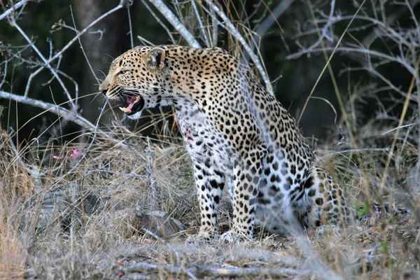 Leopard neben der Straße