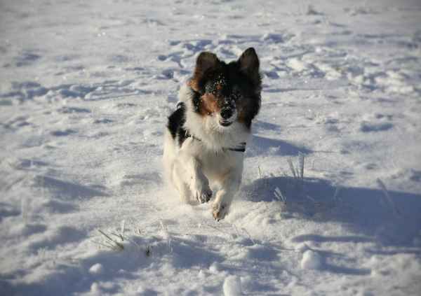 Hund