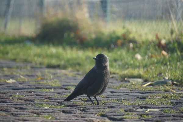 Die Straße gehört mir!