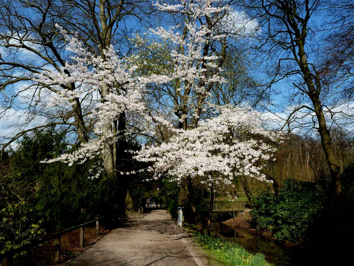 Kirschblüte 1