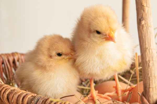 Küken im Korb