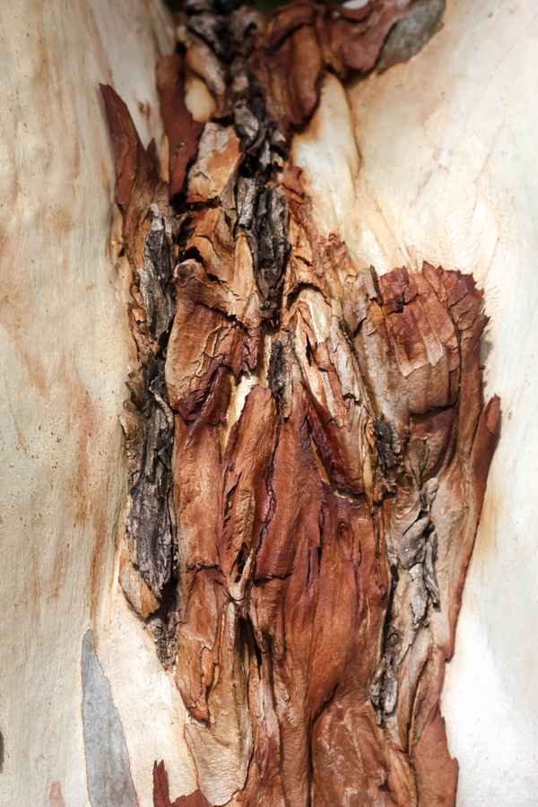 Rinde von Eucalyptusbaum
