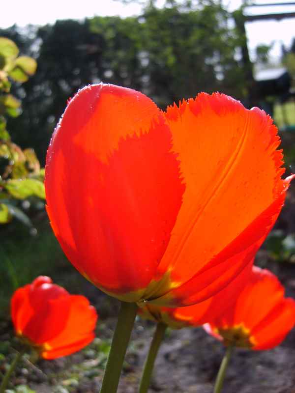 Tulpenlichter