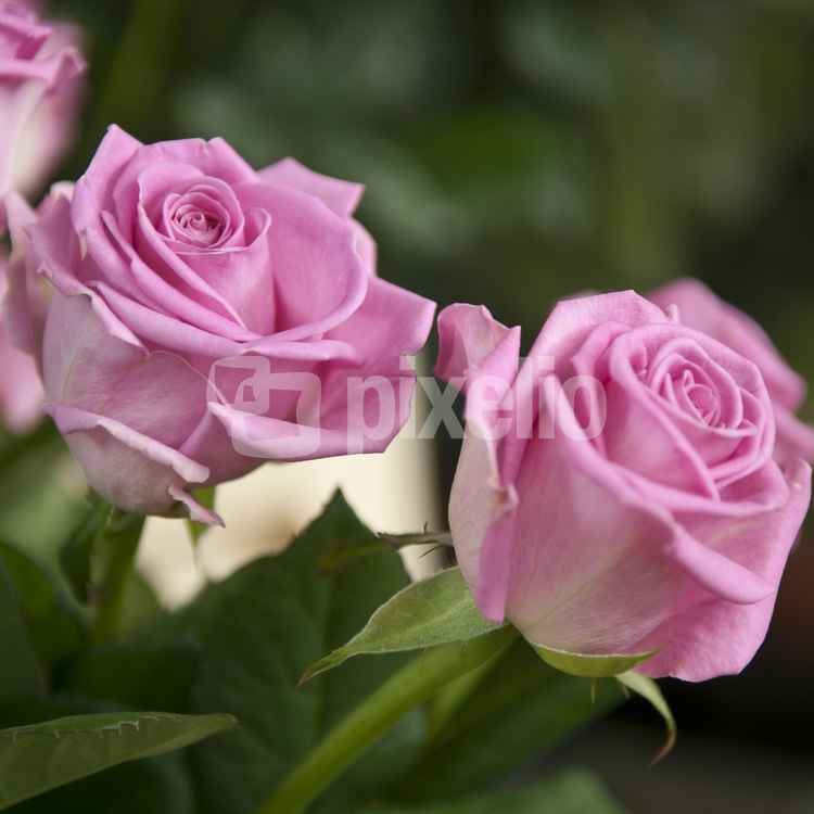 Rosa Rosen
