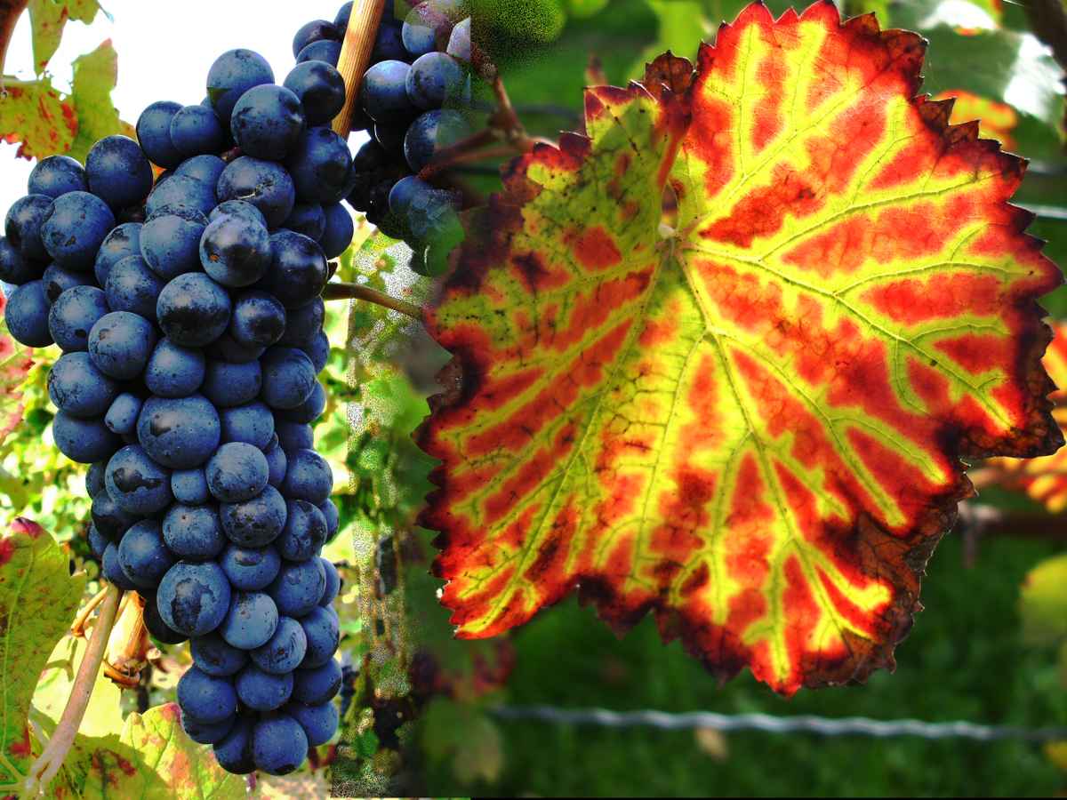 Farben des Herbstes
