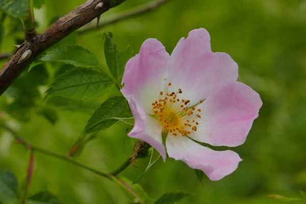 zarte Heckenrose