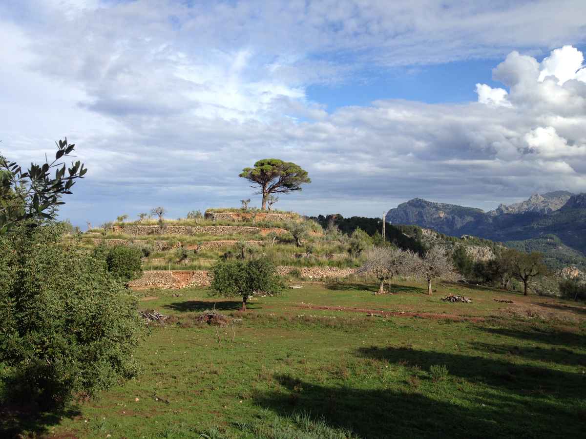 Ein Baum wie ein Statement