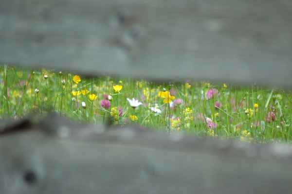 Die Wiese hinterm Zaun....