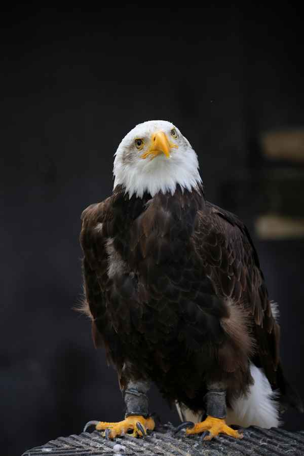 Weißkopf Seeadler