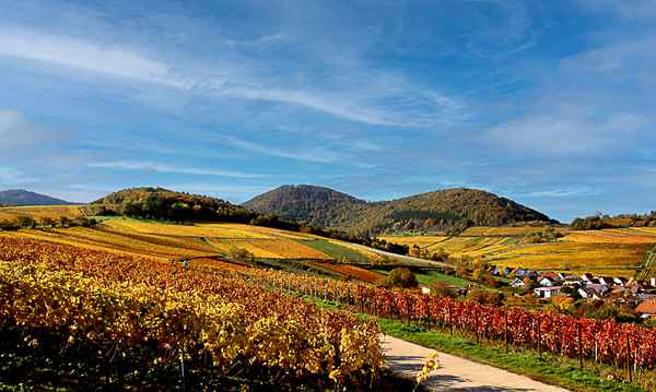 Weinberge Im Herbst