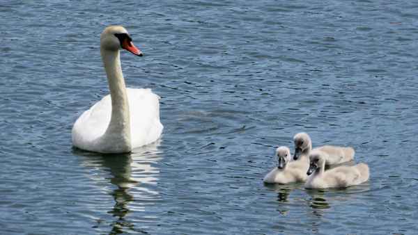 Schwan mit Jungtieren