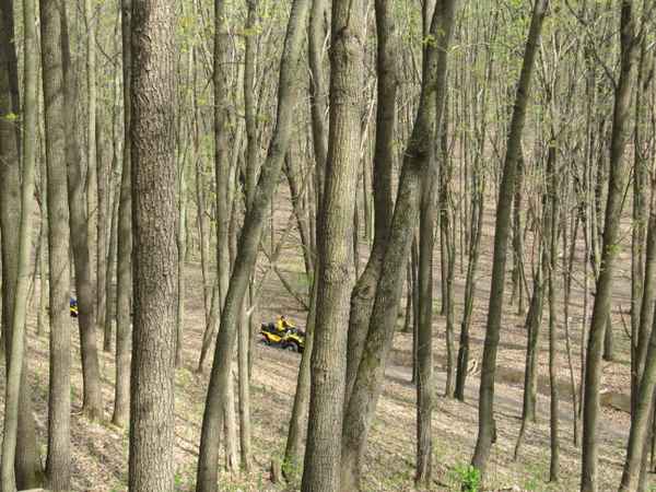 Quad im Wald